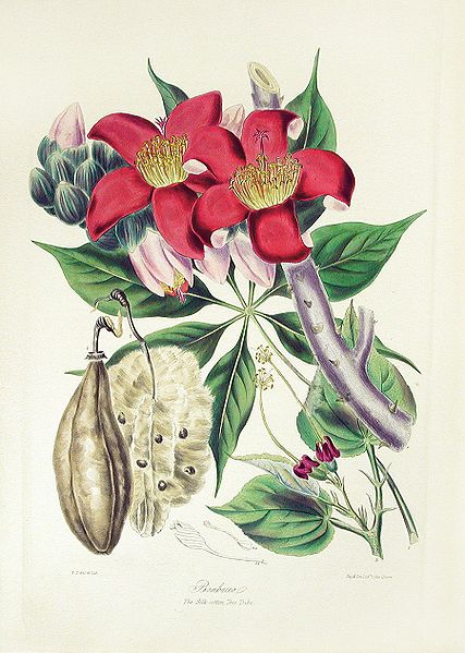 Elizabeth Twining, The Silk-Cotton Tree Tribe, 1849
