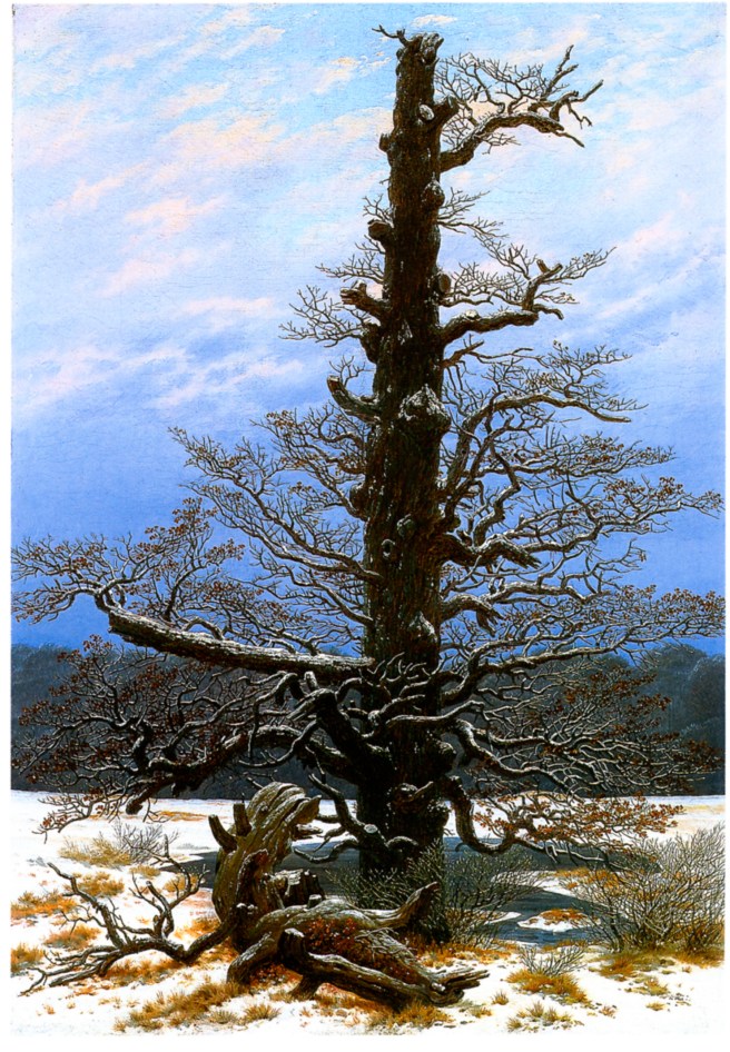Oak_Tree_in_the_Snow