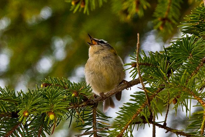 Bird in Pine Tree